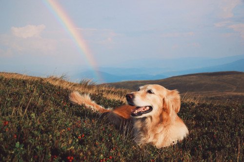 Tier-Energiearbeit: Foto: © Alona_Cherniakhova / shutterstock / #1276835821